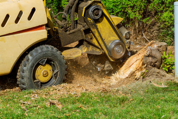 Best Tree Trimming and Pruning  in Centerburg, OH